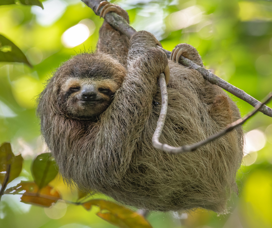 Sloth in Costa Rica