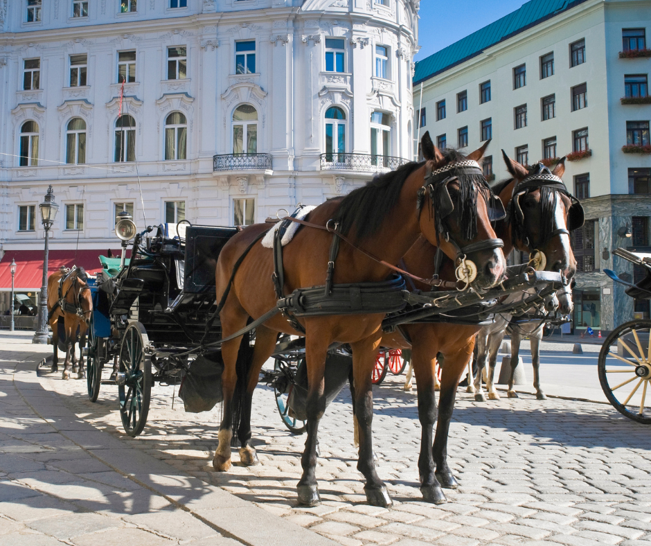 Lipizzaner horses that are waiting to pull a carriage.