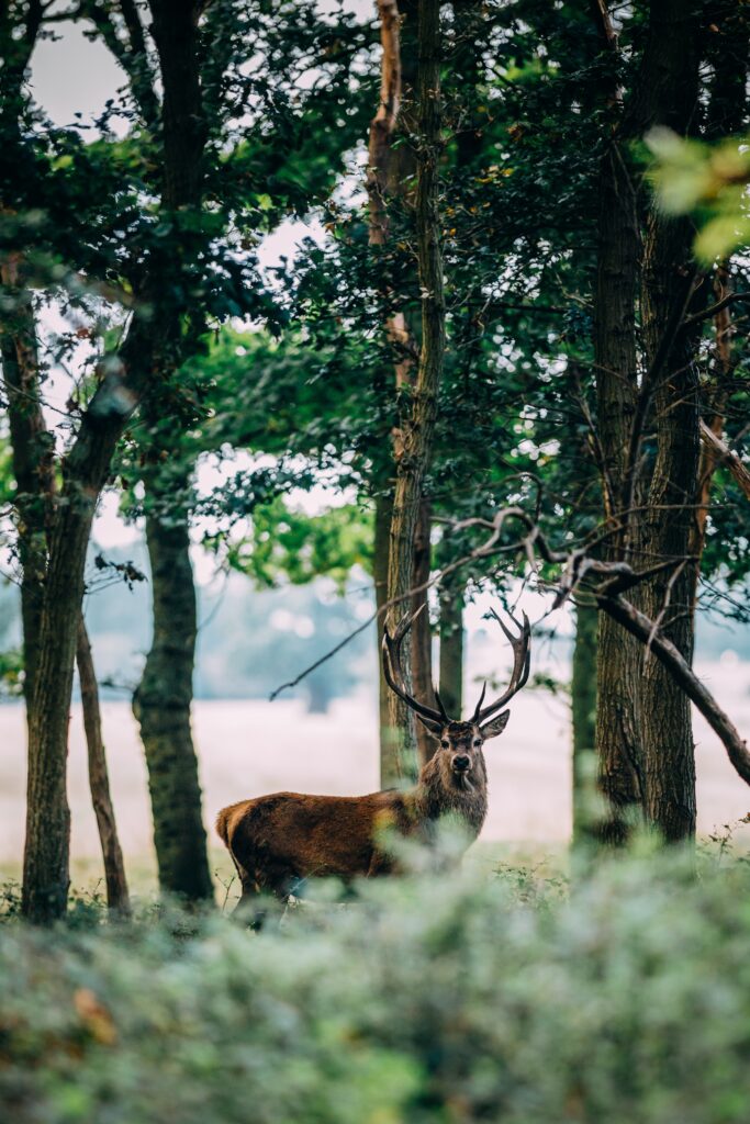 A deer in Windsor Great Park