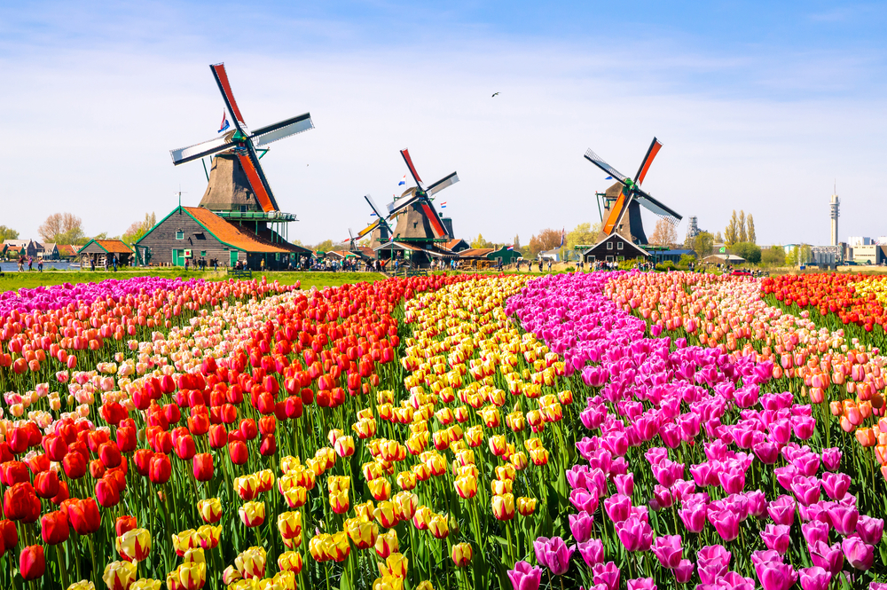 Windmills & Tulip fields