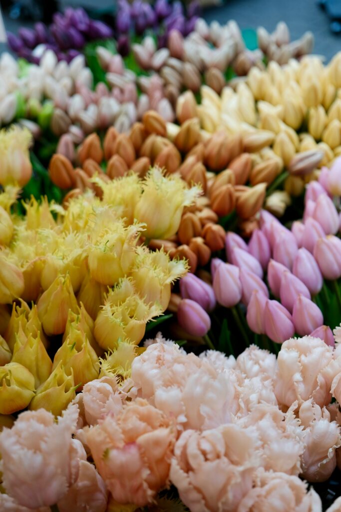 A Bunch of flowers in Amsterdam, Niederlande, Photo by Jasmin Maag on Unsplash.