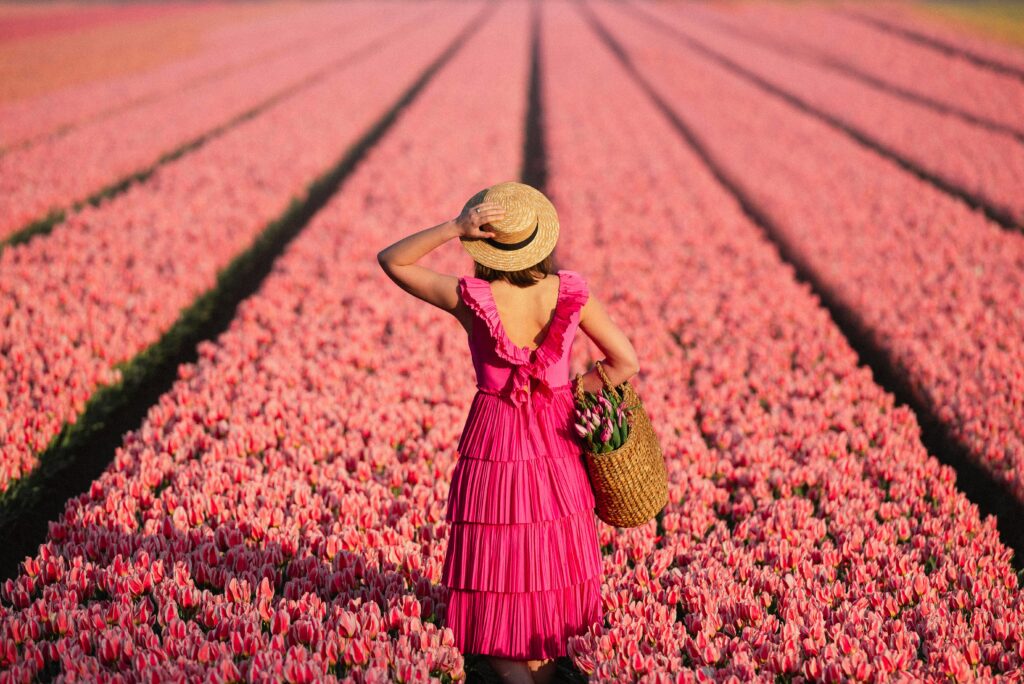 Girl in purple dress wearing a round hat is holding a basket full of pink tulips and standing in the middle of tulip fields in Netherlands, Photo by The Now Time on Unsplash.