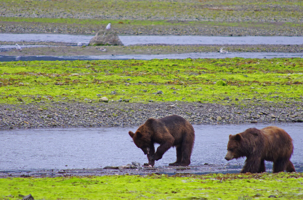 Two bears enjoying the water in Alaska