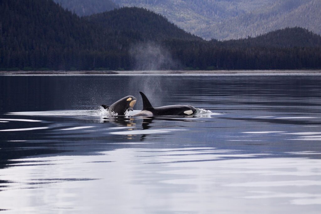 Alaska shore excursions in Juneau: humpback whales breaching in the waters near Juneau Alaska during a whale watching excursion from a cruise ship