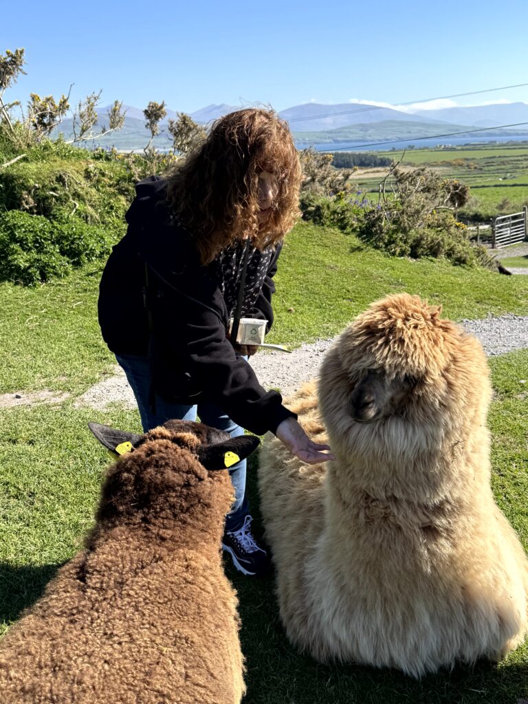 Holding baby lambs on the Slea Head Drive on the Dingle Peninsula in Ireland
