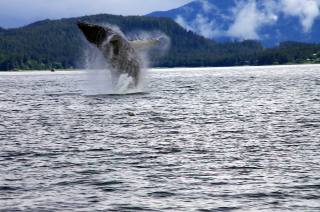 After "Choosing the right expedition line" (wildlife close-up): "A humpback whale surfacing close to a small ship on an Alaska expedition cruise."